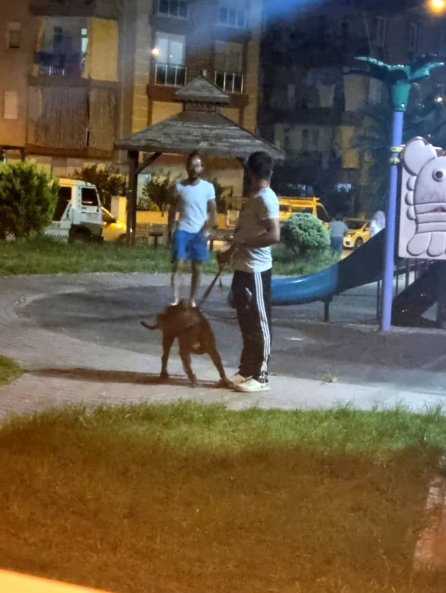 Antalya’da bir kadın, 2 pitbull köpeğinin saldırısına uğradı #4