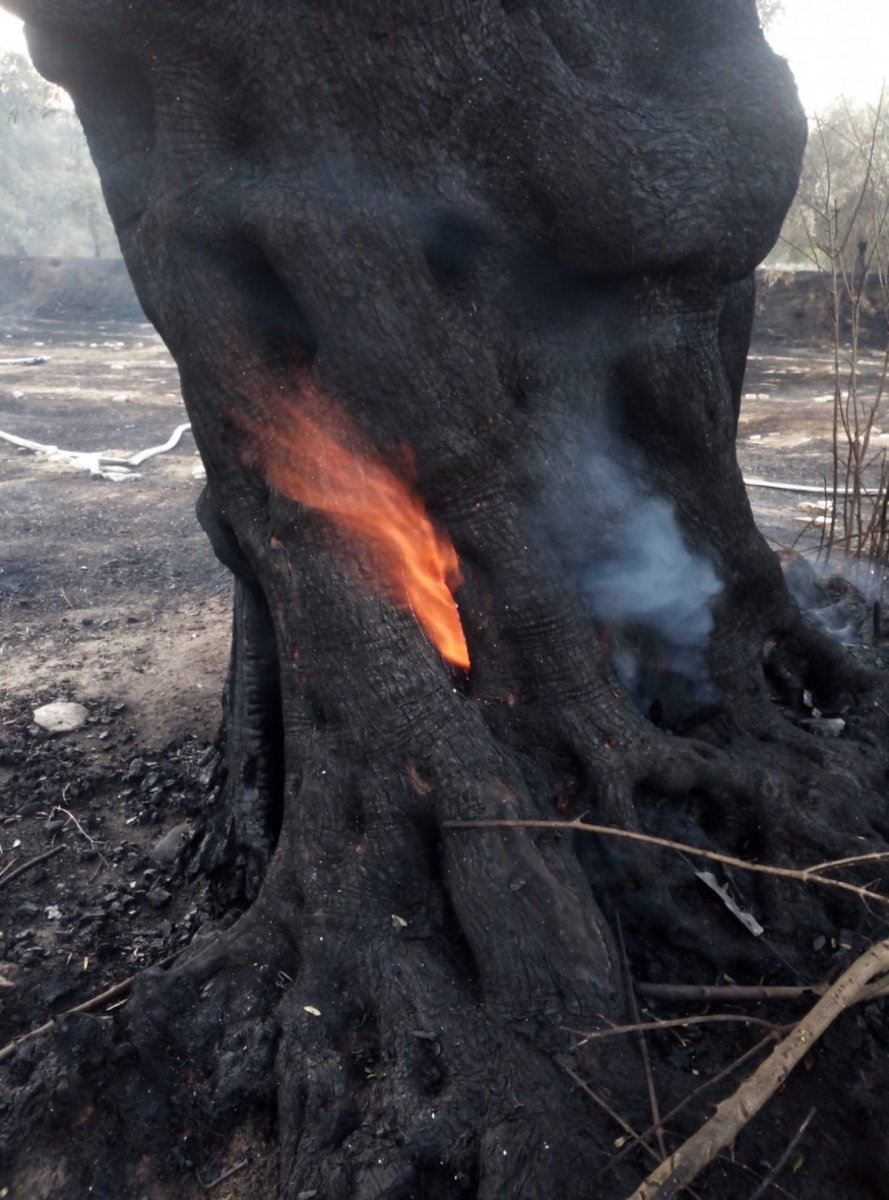 Aydın da demir kesme makinesi 60 yıllık zeytin ağaçlarını yaktı #2
