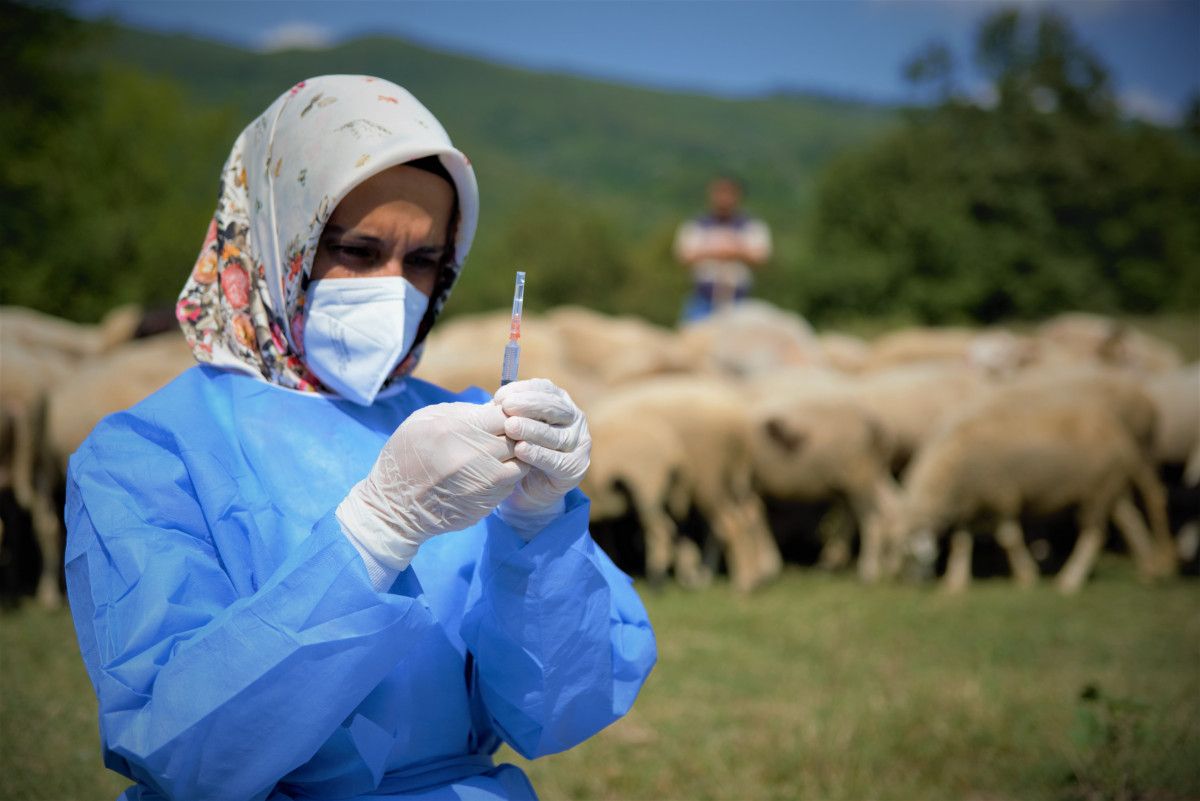 Bursa da çobanlar, yaylada koyun otlatırken aşılarını oldu #3