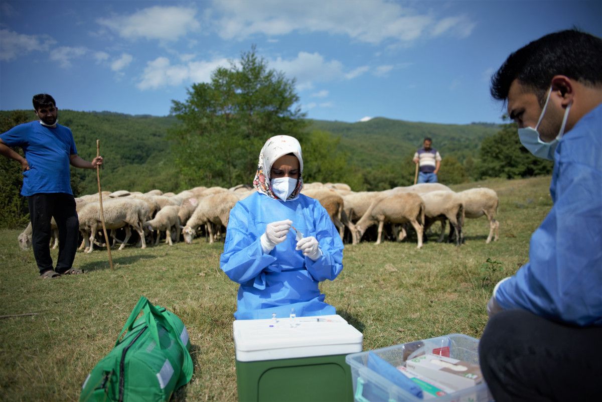 Bursa da çobanlar, yaylada koyun otlatırken aşılarını oldu #4