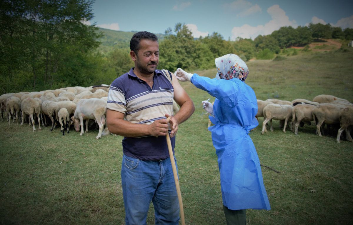 Bursa da çobanlar, yaylada koyun otlatırken aşılarını oldu #7