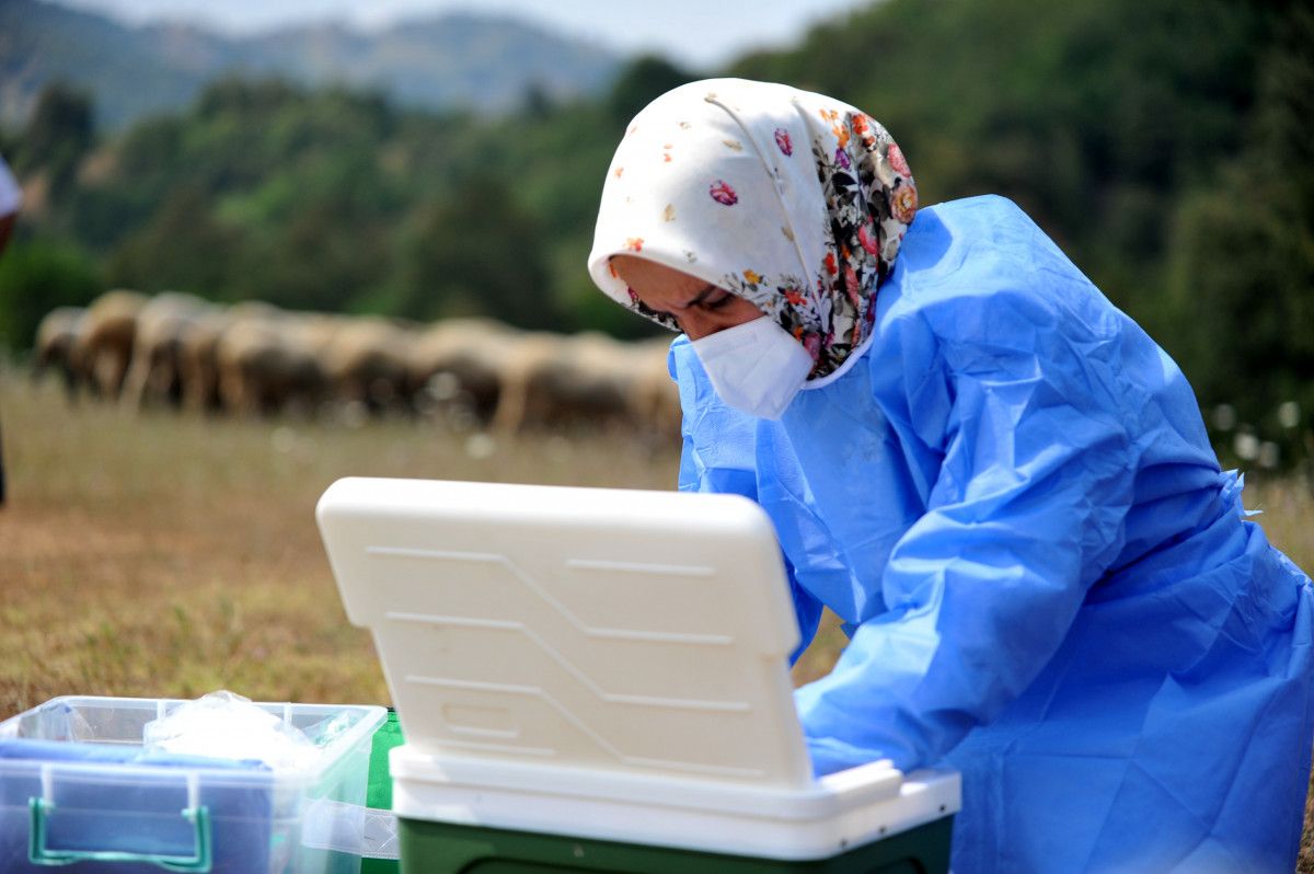 Bursa da çobanlar, yaylada koyun otlatırken aşılarını oldu #9