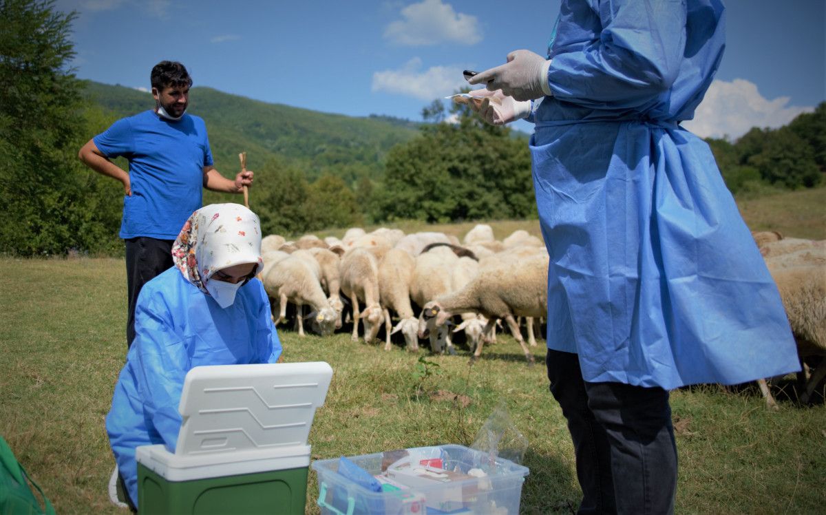 Bursa da çobanlar, yaylada koyun otlatırken aşılarını oldu #10