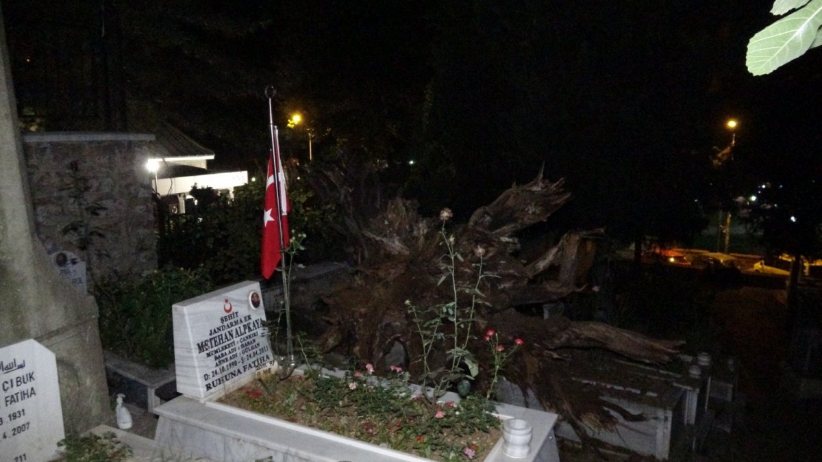 Bursa da tarihi çınar ağacı, şehitliğe devrildi #1