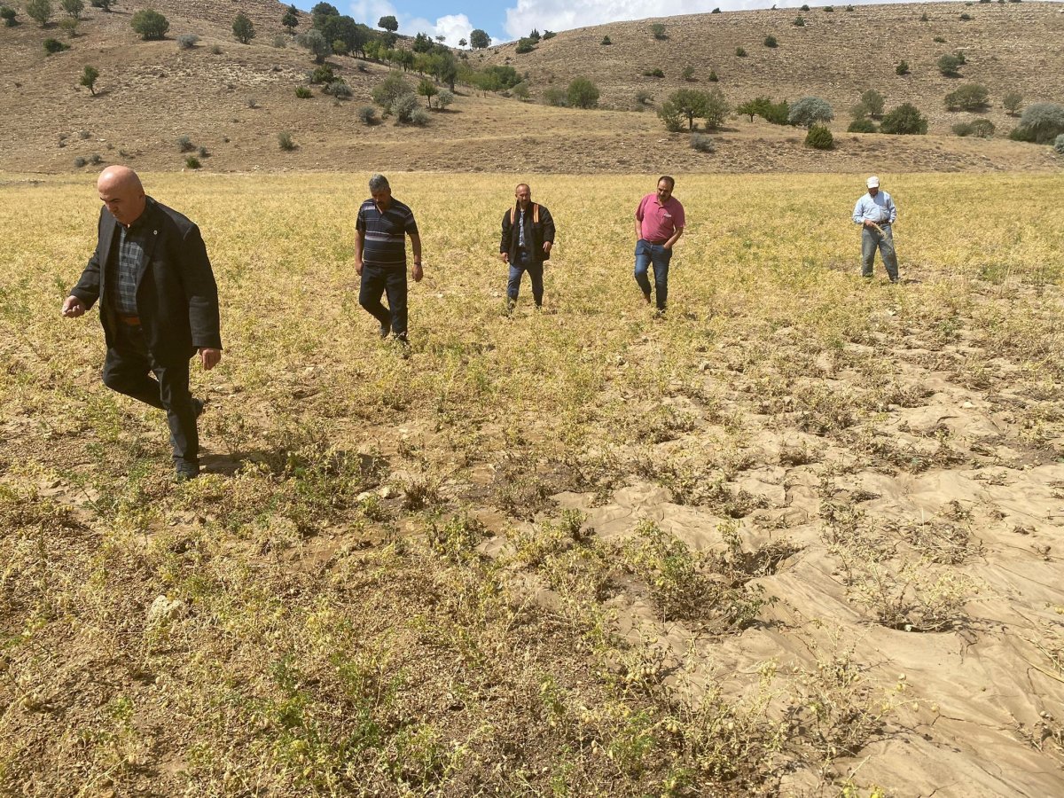 Karaman’da dolu yağışı nohut ekili alanlara zarar verdi #1