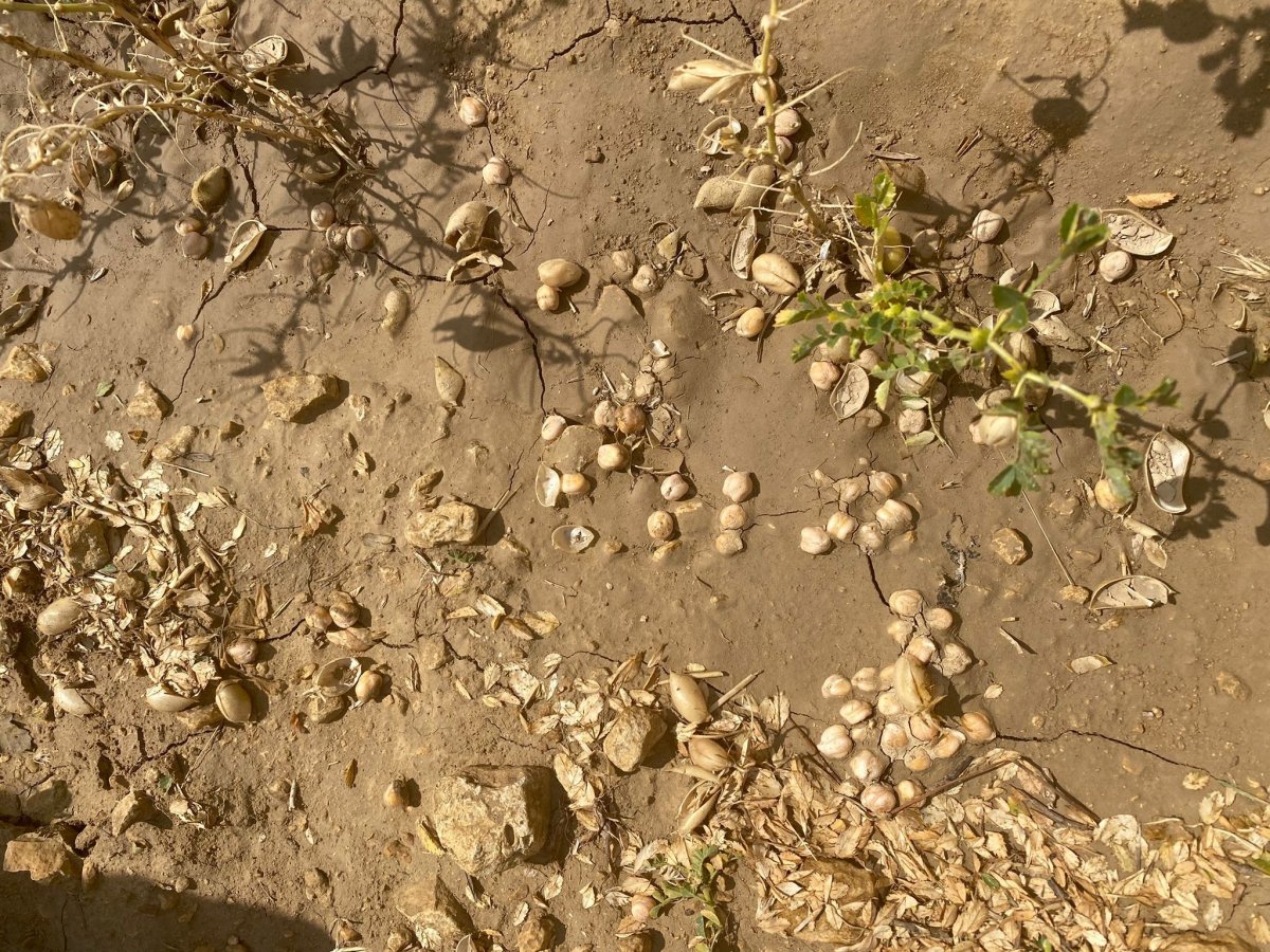 Karaman’da dolu yağışı nohut ekili alanlara zarar verdi #2