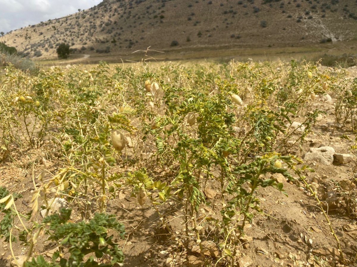 Karaman’da dolu yağışı nohut ekili alanlara zarar verdi #3