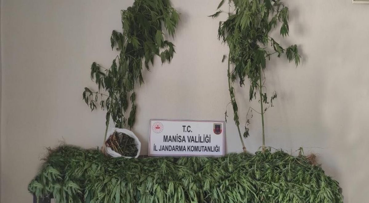 Manisa’da 519 kök kenevir bitkisi ve 2 kilogram kubar esrar ele geçirildi #2