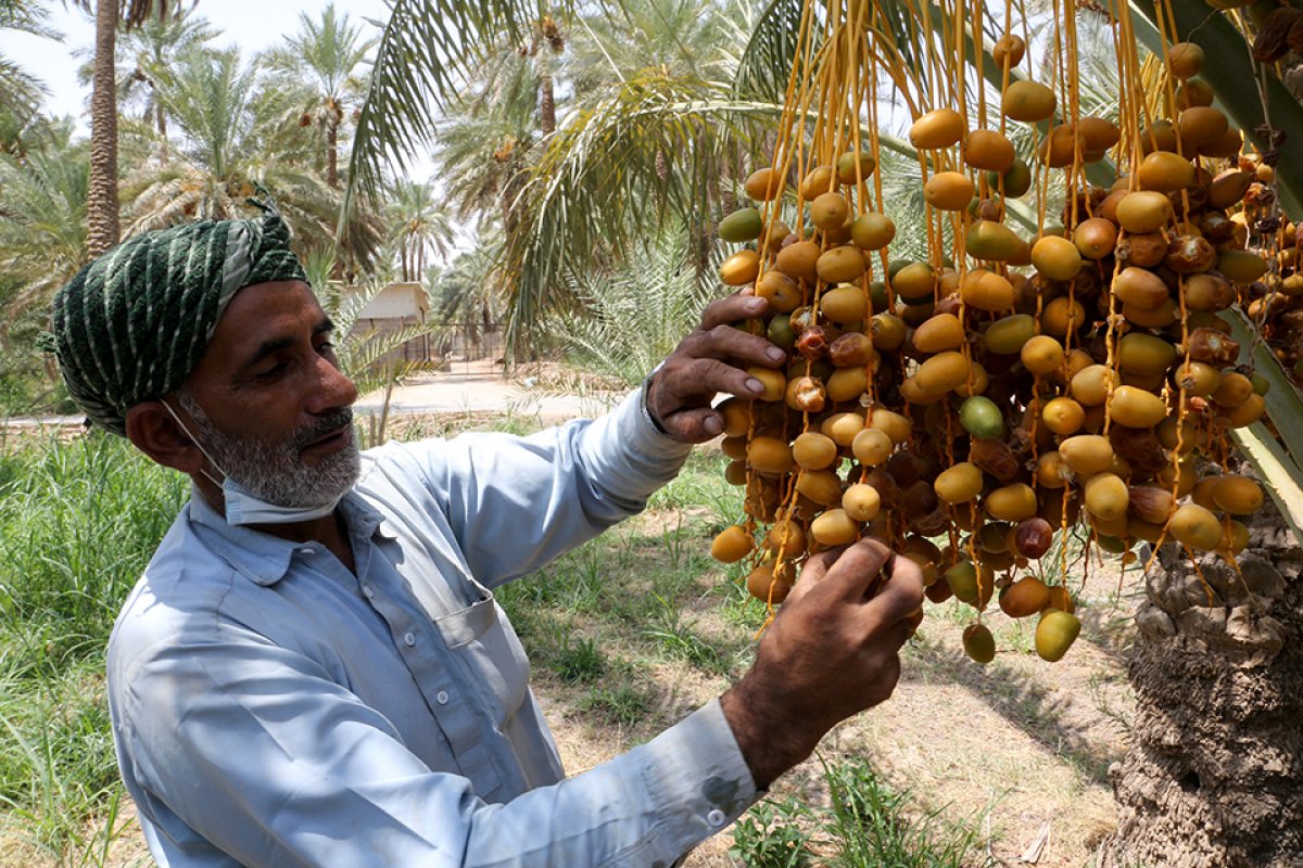 Suudi Arabistan da hurma pazarı kuruldu #11