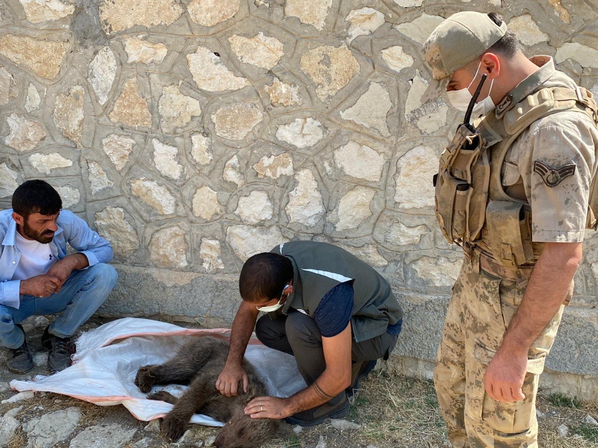 Tunceli’de jandarma ekipleri, yavru ayıya elleri ile su içirdi #1