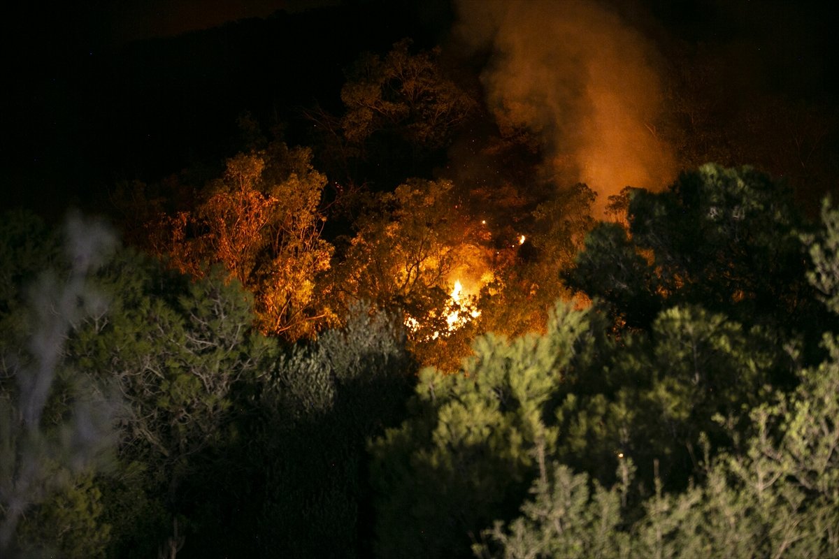 Tunus ta orman yangını #1